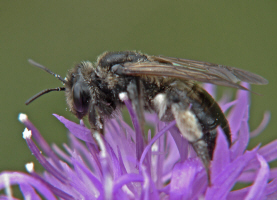 Andrena pilipes / Schwarze Khler-Sandbiene / Andreninae (Sandbienenartige)