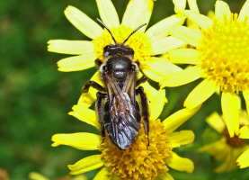 Andrena pilipes / Schwarze Khler-Sandbiene / Andrenidae (Sandbienenartige)