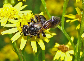 Andrena pilipes / Schwarze Khler-Sandbiene / Andreninae (Sandbienenartige)