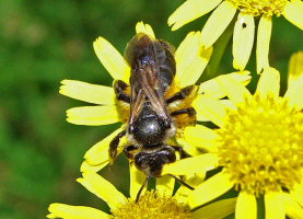 Andrena pilipes / Schwarze Khler-Sandbiene / Andreninae (Sandbienenartige)