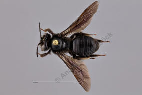 Andrena pilipes / Schwarze Khler-Sandbiene / Andrenidae (Sandbienenartige)