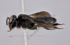 Andrena pilipes / Schwarze Khler-Sandbiene / Andrenidae (Sandbienenartige)