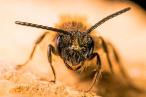 Andrena (Euandrena) rufula / Fahlrote Sandbiene / Andrenidae (Sandbienenartige) / Hautflgler - Hymenoptera