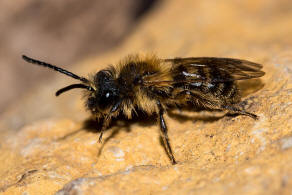 Andrena (Euandrena) rufula / Fahlrote Sandbiene / Andrenidae (Sandbienenartige) / Hautflgler - Hymenoptera