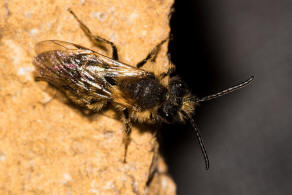 Andrena (Euandrena) rufula / Fahlrote Sandbiene / Andrenidae (Sandbienenartige) / Hautflgler - Hymenoptera