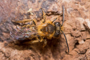 Andrena (Euandrena) rufula / Fahlrote Sandbiene / Andrenidae (Sandbienenartige) / Hautflgler - Hymenoptera