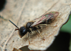 Andrena spec. / Sand-, Erdbienen / Andreninae (Sandbienenartige)