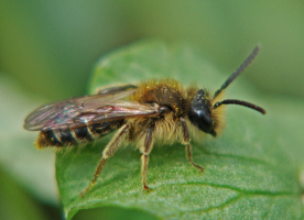 Andrena spec. / Sand-, Erdbienen / Andreninae (Sandbienenartige)