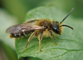 Andrena spec. / Sand-, Erdbienen / Andreninae (Sandbienenartige)