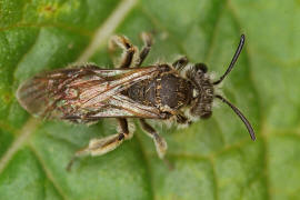 Andrena strohmella / Ohne deutschen Namen / Bienen - Apidae / Andreninae (Sandbienenartige) / Hautflgler - Hymenoptera