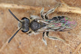 Andrena subopaca / Glanzlose Zwergsandbiene / Andreninae (Sandbienenartige) / Hautflgler - Hymenoptera