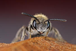 Andrena subopaca / Glanzlose Zwergsandbiene / Andreninae (Sandbienenartige) / Hautflügler - Hymenoptera