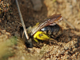 Andrena vaga / Groe Weiden-Sandbiene / Andrenidae - Sandbienenartige / Ordnung: Hautflgler - Hymenoptera