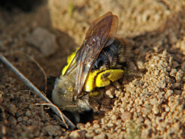 Andrena vaga / Große Weiden-Sandbiene / Beim graben ihrer Bruthöhle