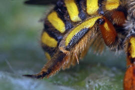 Anthidium manicatum / Garten-Wollbiene / "Blattschneiderbienenartige" - Megachilidae / Ordnung: Hautflgler - Hymenoptera