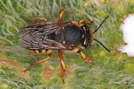 Anthidium manicatum / Garten-Wollbiene / "Blattschneiderbienenartige" - Megachilidae / Ordnung: Hautflgler - Hymenoptera