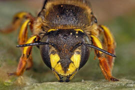 Anthidium manicatum / Garten-Wollbiene / "Blattschneiderbienenartige" - Megachilidae / Ordnung: Hautflgler - Hymenoptera