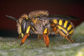 Anthidium manicatum / Garten-Wollbiene / "Blattschneiderbienenartige" - Megachilidae / Ordnung: Hautflgler - Hymenoptera