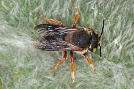 Anthidium oblongatum / Felsspalten-Wollbiene / "Blattschneiderbienenartige" - Megachilidae / Ordnung: Hautflgler - Hymenoptera