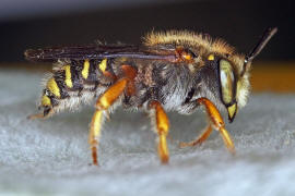 Anthidium oblongatum / Felsspalten-Wollbiene / "Blattschneiderbienenartige" - Megachilidae / Ordnung: Hautflgler - Hymenoptera