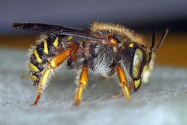 Anthidium oblongatum / Felsspalten-Wollbiene / "Blattschneiderbienenartige" - Megachilidae / Ordnung: Hautflgler - Hymenoptera