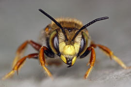 Anthidium oblongatum / Felsspalten-Wollbiene / "Blattschneiderbienenartige" - Megachilidae / Ordnung: Hautflgler - Hymenoptera