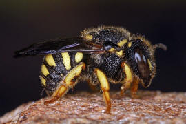 Anthidiellum strigatum (syn. Anthidium strigatum) / Zwergharzbiene / "Blattschneiderbienenartige" - Megachilidae / Ordnung: Hautflgler - Hymenoptera