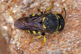 Anthidiellum strigatum (syn. Anthidium strigatum) / Zwergharzbiene / "Blattschneiderbienenartige" - Megachilidae / Ordnung: Hautflgler - Hymenoptera