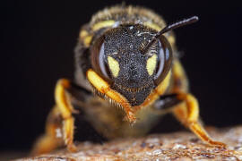 Anthidiellum strigatum (syn. Anthidium strigatum) / Zwergharzbiene / "Blattschneiderbienenartige" - Megachilidae / Ordnung: Hautflgler - Hymenoptera