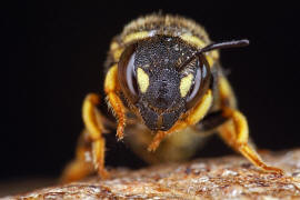 Anthidiellum strigatum (syn. Anthidium strigatum) / Zwergharzbiene / "Blattschneiderbienenartige" - Megachilidae / Ordnung: Hautflgler - Hymenoptera