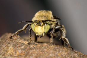 Anthophora bimaculata / Dnen-Pelzbiene / Apidae - Echte Bienen / Ordnung: Hautflgler - Hymenoptera