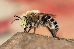 Anthophora bimaculata / Dnen-Pelzbiene / Apidae - Echte Bienen / Ordnung: Hautflgler - Hymenoptera