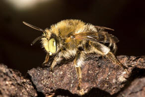 Anthophora bimaculata / Dnen-Pelzbiene / Apidae - Echte Bienen / Ordnung: Hautflgler - Hymenoptera