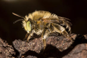 Anthophora bimaculata / Dnen-Pelzbiene / Apidae - Echte Bienen / Ordnung: Hautflgler - Hymenoptera