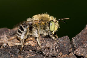 Anthophora bimaculata / Dnen-Pelzbiene / Apidae - Echte Bienen / Ordnung: Hautflgler - Hymenoptera