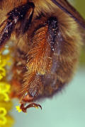 Anthophora furcata / Ziest-Pelzbiene / Apinae (Echte Bienen) / Ordnung: Hautflügler - Hymenoptera