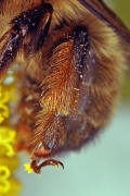 Anthophora furcata / Ziest-Pelzbiene / Apinae (Echte Bienen) / Ordnung: Hautflgler - Hymenoptera