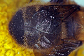 Anthophora furcata / Wald-Pelzbiene / Ziest-Pelzbiene / Apinae (Echte Bienen) / Ordnung: Hautflgler - Hymenoptera
