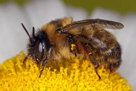 Anthophora furcata / Wald-Pelzbiene / Ziest-Pelzbiene / Apinae (Echte Bienen) / Ordnung: Hautflgler - Hymenoptera