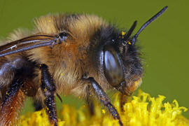 Anthophora furcata / Wald-Pelzbiene / Ziest-Pelzbiene / Apinae (Echte Bienen) / Ordnung: Hautflgler - Hymenoptera