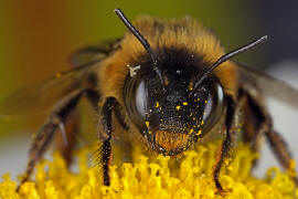 Anthophora furcata / Wald-Pelzbiene / Ziest-Pelzbiene / Apinae (Echte Bienen) / Ordnung: Hautflgler - Hymenoptera