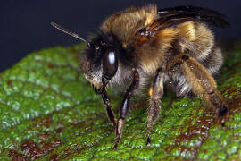 Anthophora plumipes / Frhlings-Pelzbiene / Apinae (Echte Bienen) / Mnnchen