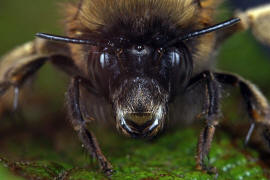 Anthophora plumipes / Frühlings-Pelzbiene / Apinae (Echte Bienen) / Männchen