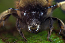 Anthophora plumipes / Frhlings-Pelzbiene / Apinae (Echte Bienen) / Mnnchen