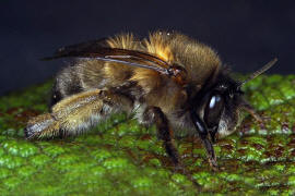 Anthophora plumipes / Frhlings-Pelzbiene / Apinae (Echte Bienen) / Mnnchen