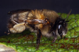 Anthophora plumipes / Frhlings-Pelzbiene / Apinae (Echte Bienen) / Mnnchen