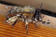 Anthophora plumipes / Frhlings-Pelzbiene / Apinae (Echte Bienen) / Mnnchen