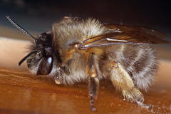 Anthophora plumipes / Gemeine Pelzbiene / Apinae (Echte Bienen) / Männchen