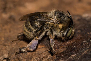 Anthophora quadrimaculata / Vierfleck-Pelzbiene / Apidae (Echte Bienen) / Ordnung: Hautflgler - Hymenoptera