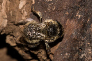 Anthophora quadrimaculata / Vierfleck-Pelzbiene / Apidae (Echte Bienen) / Ordnung: Hautflgler - Hymenoptera